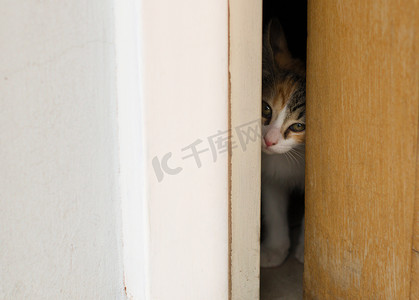 请勿偷看摄影照片_小猫从勉强开着的门里偷看。