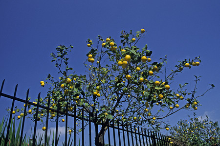 ume摄影照片_Diano Marina，柠檬树，意大​​利