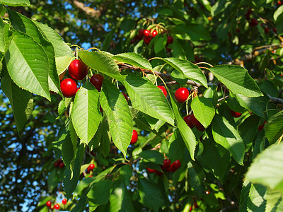 鲜红的樱桃挂在树上等待采摘