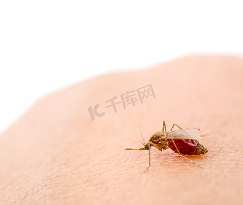 人类皮肤上的按蚊。