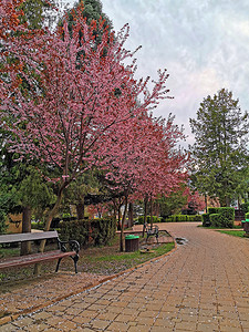 在公园胡同的樱花树