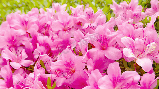 粉色花朵和绿色植物户外装饰
