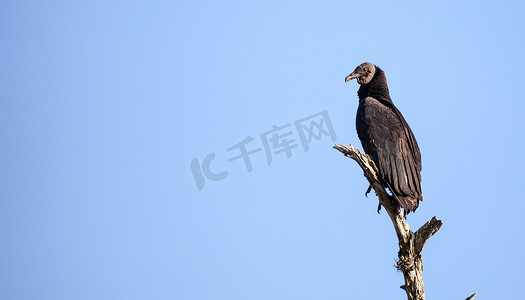 美国黑秃鹫 Coragyps atratus