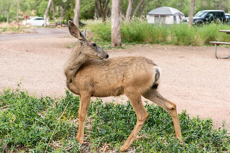 犹他州锡安国家公园的鹿