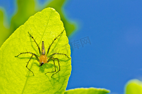 绿色自然中的长腿蜘蛛