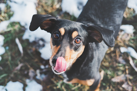 狗舔舌头摄影照片_一只长着大耳朵和舌头的滑稽腊肠犬的画像