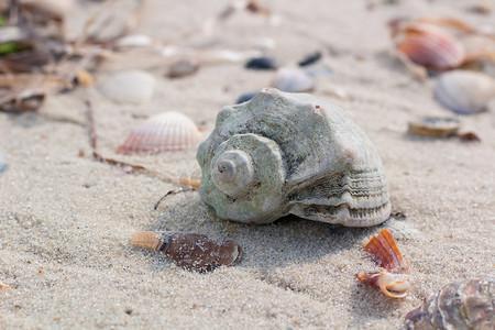 沿海沙滩上的大贝壳和蛤蜊，含沙海景