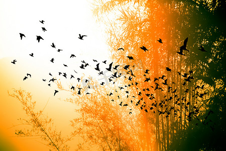 早上遛鸟摄影照片_在山的日落时间和与鸟的竹树