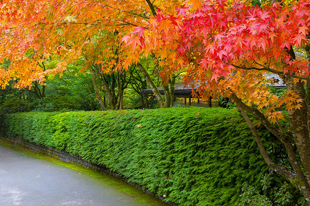 秋天的红叶林荫步道