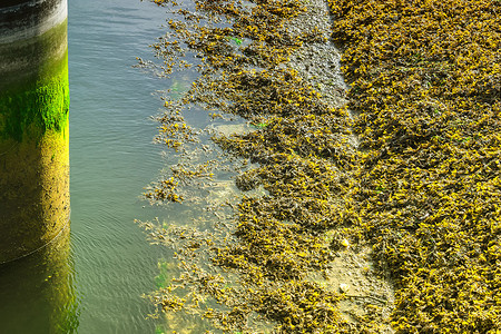 水下拍摄摄影照片_沿海的海藻和藻类