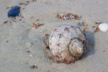 在沿海沙子的大贝壳，沙滩