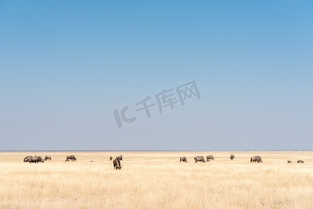 蓝色牛羚群，也称为有斑纹的 gnu，在草丛之间