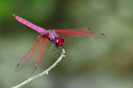 蜻蜓 (Trithemis 极光) 在自然背景上的图像。