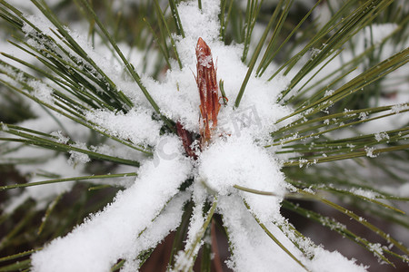 冬季降雪期间植物叶子上的雪