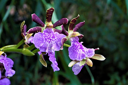 爱丁堡皇家植物园盛开的美丽 Zygopetalum Sanderae