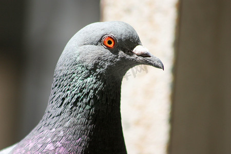 鸽子敏锐的琥珀色眼睛。