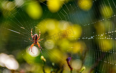 网中的红蜘蛛在美丽的树叶散景上