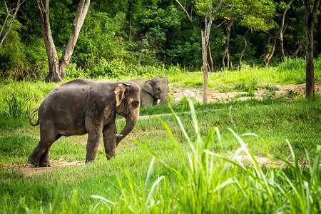 大象站在森林草原中央眺望远方。