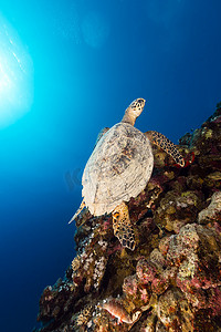 红海的玳瑁和热带珊瑚礁。