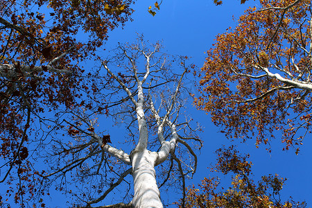 秋天从下面看到的梧桐树 (platanus)