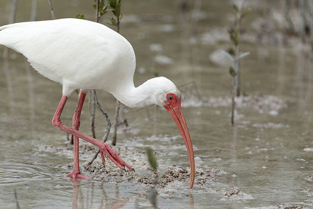 池塘中的美国白宜必思 Eudocimus albus 鸟