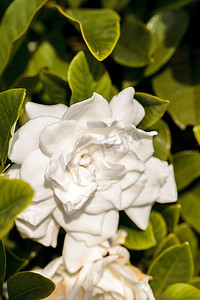 白色栀子花摄影照片_白色栀子花在花园里绽放