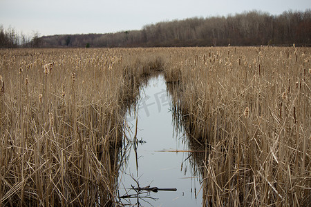 安静的环境摄影照片_安静的沼泽地里种着芦苇。