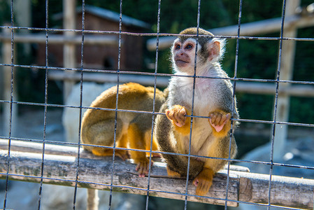 动物园笼子里的两只猴子