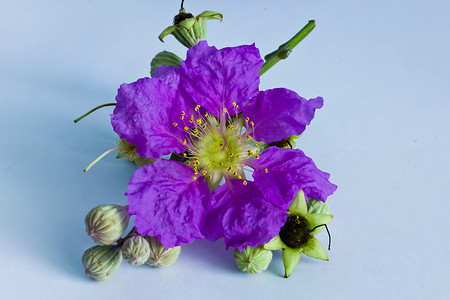 波斯菊花束摄影照片_紫色的波斯菊