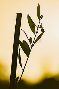 夕阳下背光的年轻橄榄树剪影