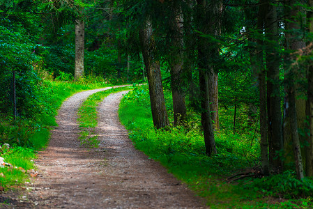夏季绿色森林中的宽阔小路，风景