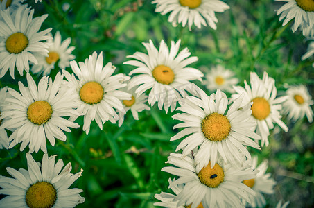 野菊花摄影照片_生长在夏天晴朗的花圃里的许多新鲜的野雏菊花