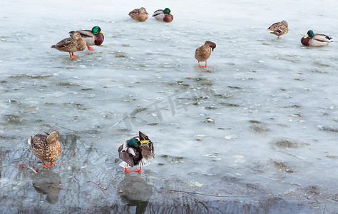 成群的鸭子在冬天结冰的池塘里玩耍