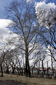 春天的杨树摄影照片_春天蓝天背景下的杨树