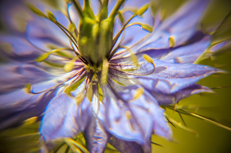 花坛中蓝色花朵深浅不一的黑种草大马士革开花植物