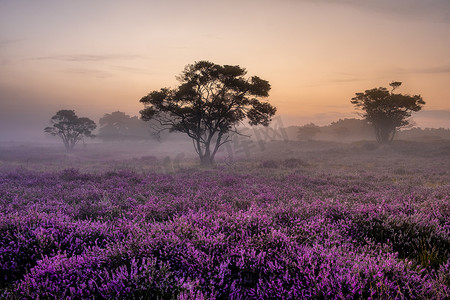 花田ppt摄影照片_荷兰 Hilversum Veluwe Zuiderheide 附近盛开的石南花田，早晨盛开的粉紫色石南花田，日出时有薄雾