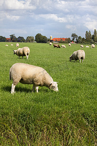 放牧绵羊与背景中的农场
