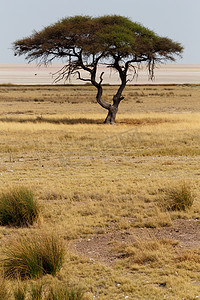 大平原摄影照片_非洲开阔的大草原平原上的大金合欢树