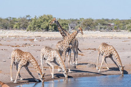 纳米比亚长颈鹿在水坑喝水