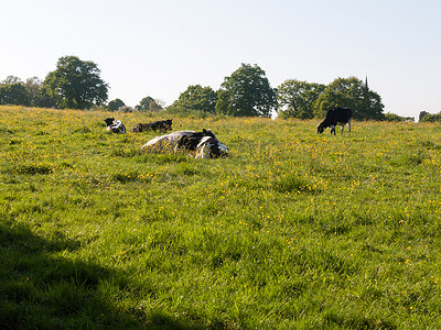 奶牛放牧在野外休息春日奶牛场肉