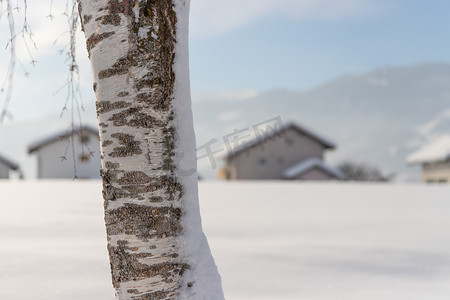 冬天，田野上白桦的雪树干