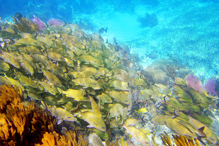 加勒比珊瑚礁咕噜鱼群玛雅里维埃拉