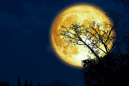超级鲟鱼月亮和剪影干树枝树在漆黑的夜空