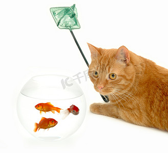 鱼缸钓鱼摄影照片_猫钓鱼