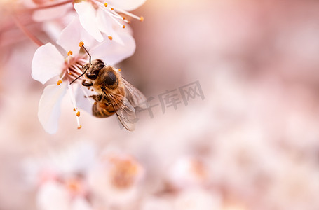 盛开的樱桃上的小蜜蜂