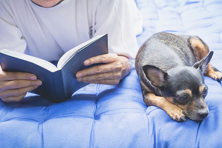 女人在女人旁边看书，旁边有睡着的吉娃娃狗