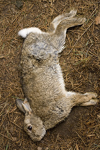 死兔——欧洲兔