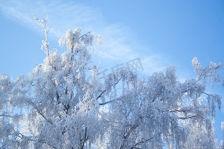 在雪的白桦树