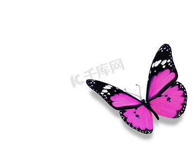 紫蝴蝶摄影照片_白色背景上的紫蝴蝶