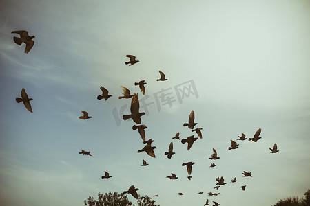 天空中飞翔的鸽子的剪影